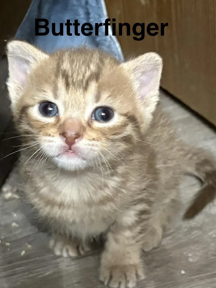 A baby small-sized female Orange & White American Shorthair cat named Butterfinger for adoption in Telford, PA