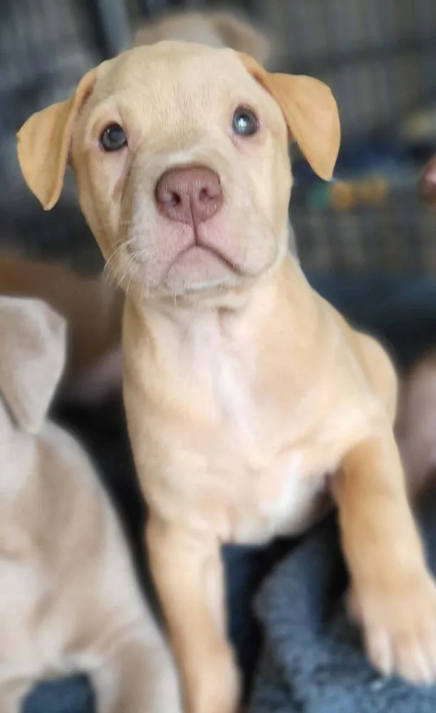 A baby medium-sized female Labrador Retriever dog named Sand for adoption in Pottstown, PA