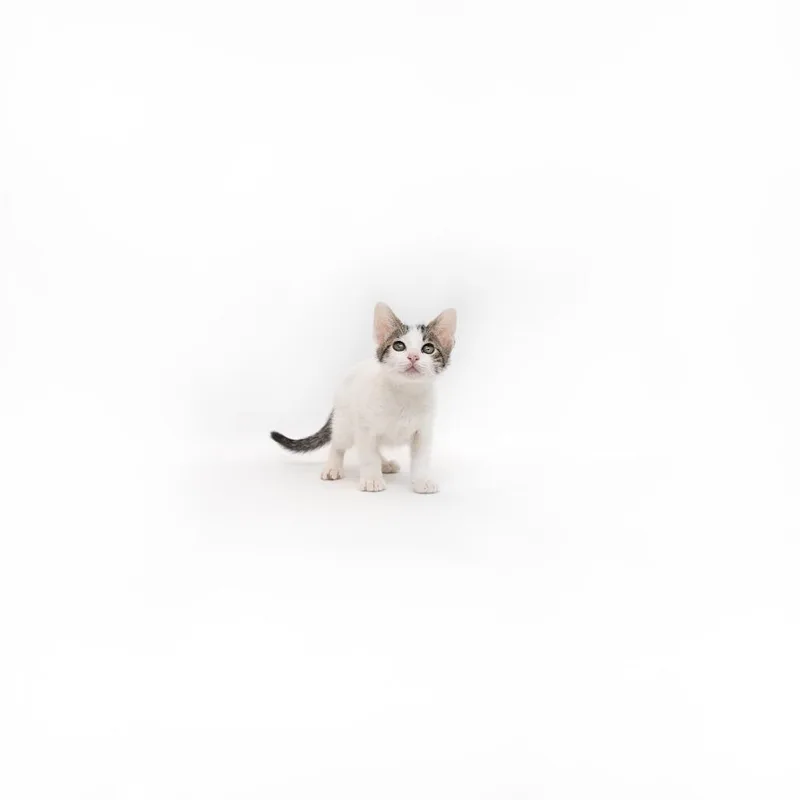 A baby small-sized male White Domestic Short Hair cat named Battleship for adoption in Playa Vista, CA