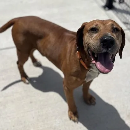 An adult large-sized male Mixed Breed dog named Bowie for adoption in Janesville, WI