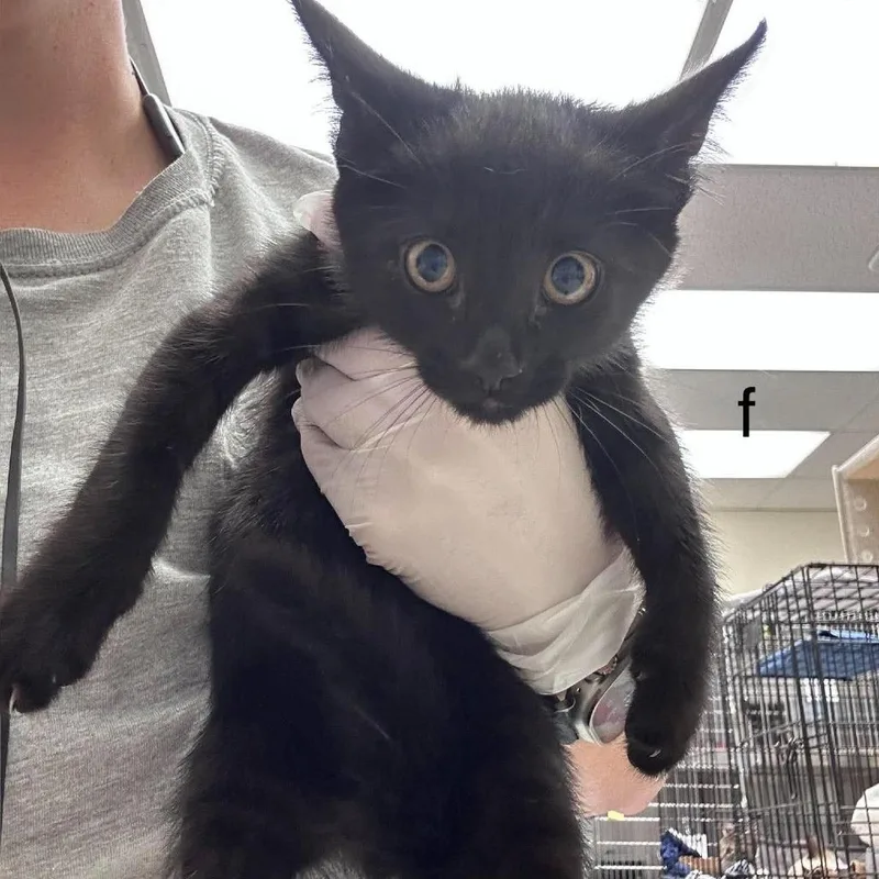 A baby small-sized female Black Domestic Short Hair cat named Inky for adoption in Bastrop, TX