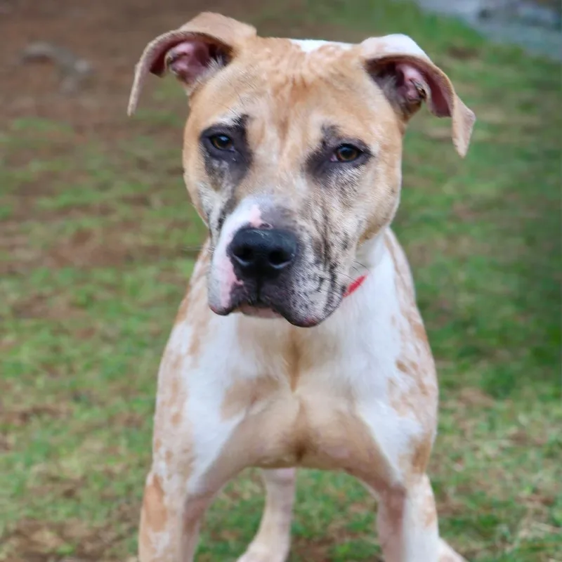 An adult large-sized male Yellow / Tan / Blond / Fawn Mixed Breed dog named Pistachio The Th for adoption in Allentown, PA
