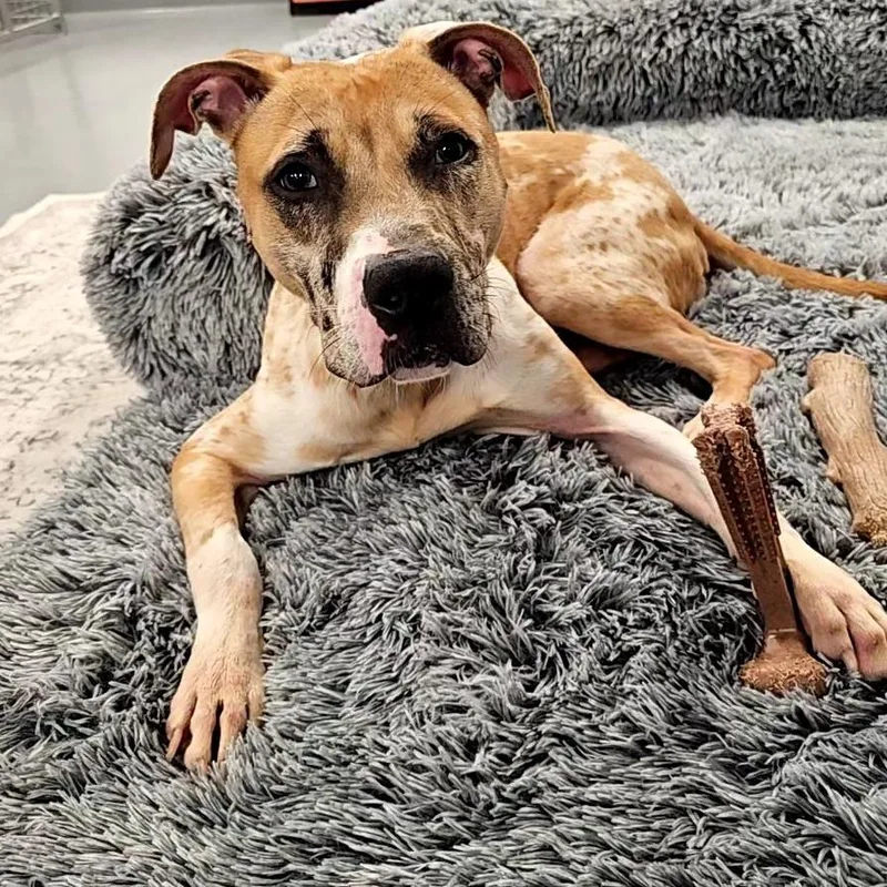 Pistachio The Th thumbnail 2