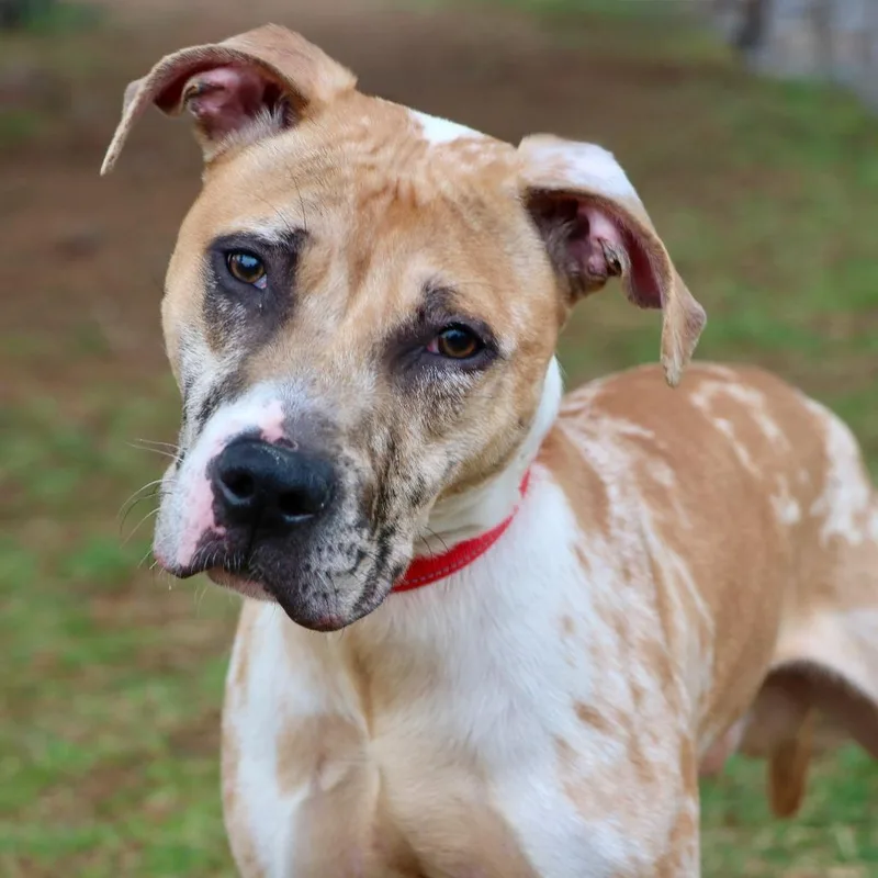 Pistachio The Th thumbnail 3