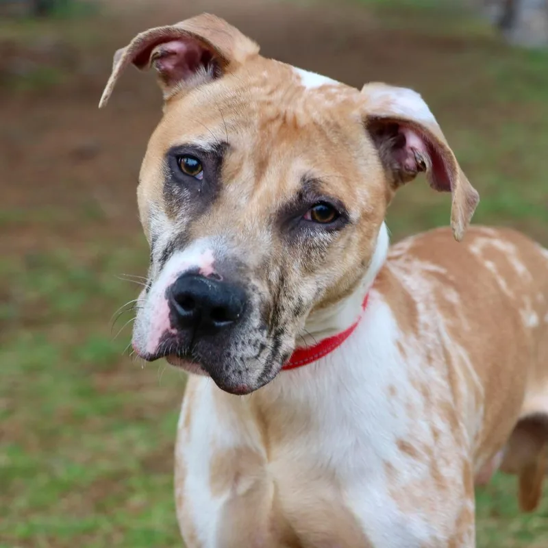 Pistachio The Th thumbnail 4