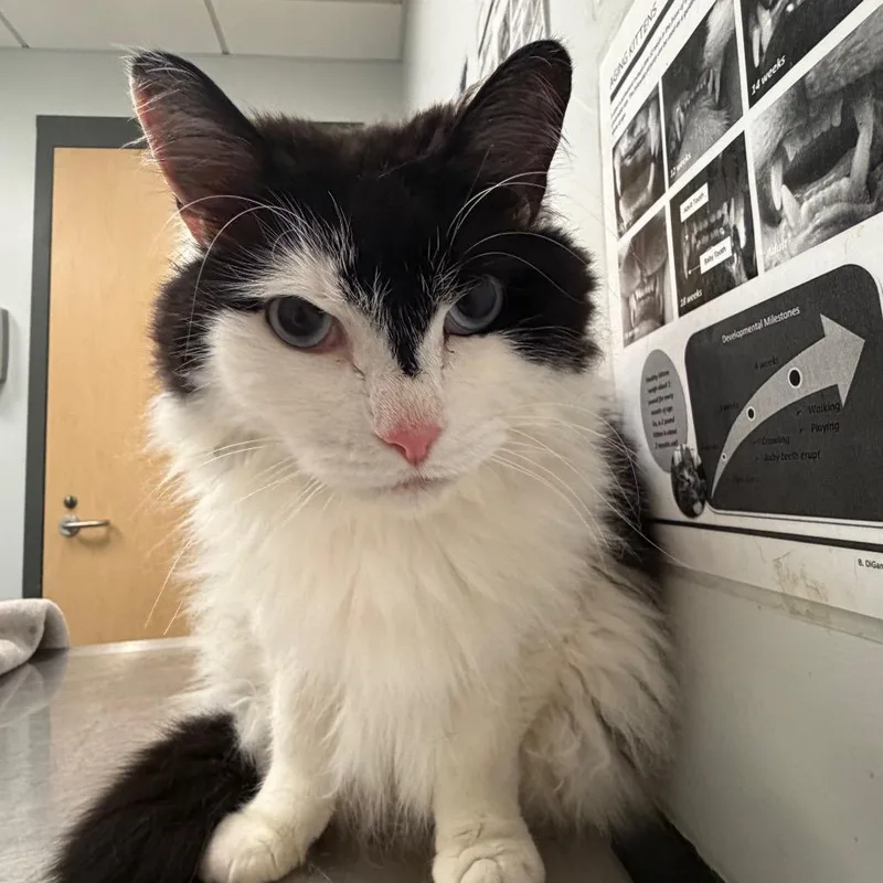 A senior large-sized female Domestic Short Hair cat named Yana for adoption in Jacksonville, FL