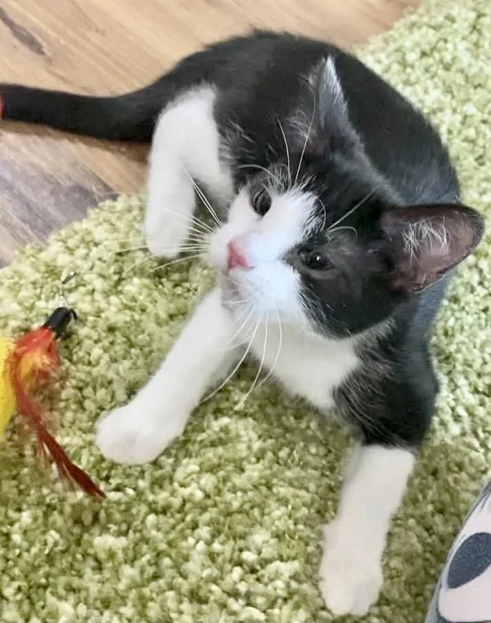 A young medium-sized male Domestic Short Hair cat named Potato for adoption in Belchertown, MA