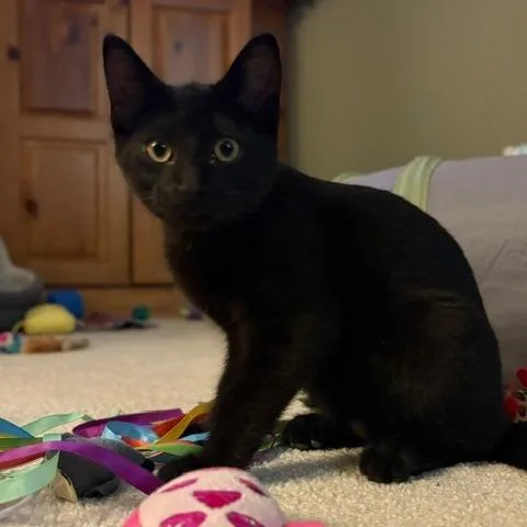 A baby small-sized male Black Domestic Short Hair cat named Arlow for adoption in Green Bay, WI