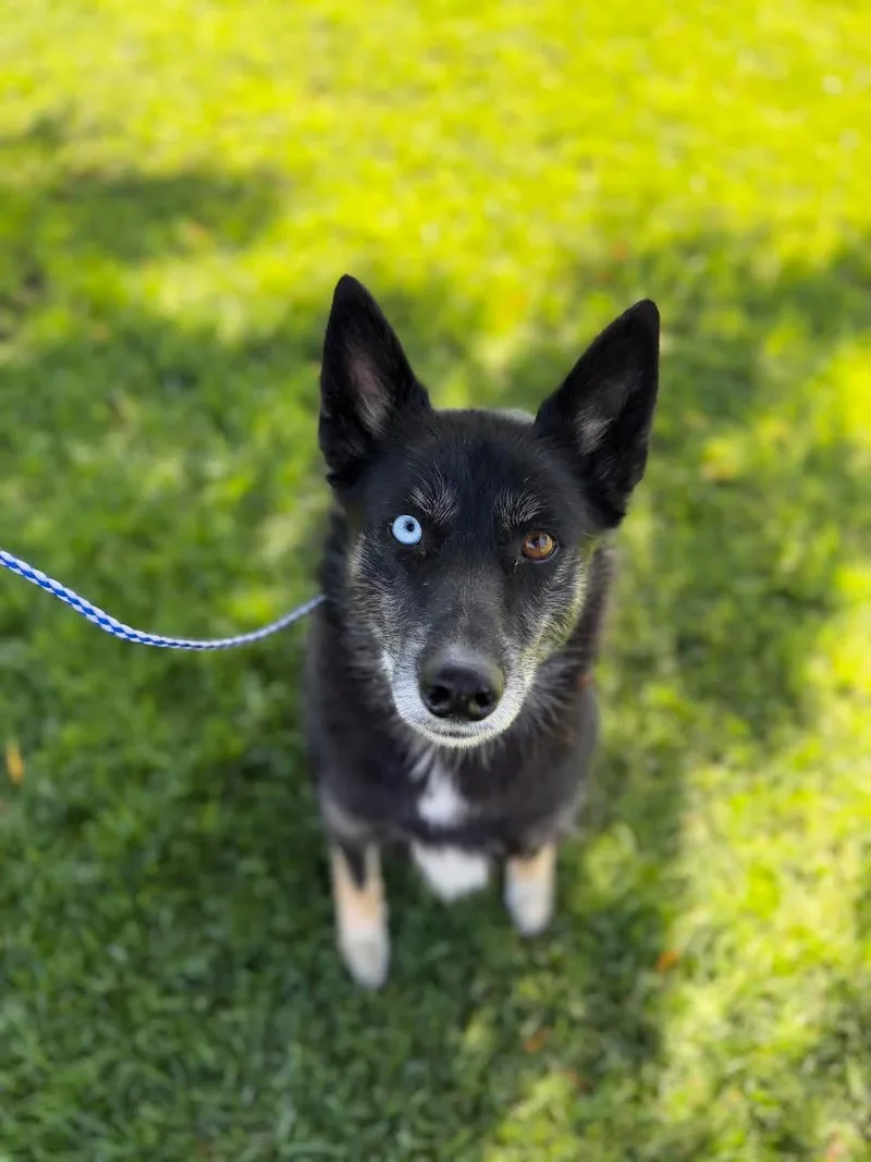 A senior medium-sized female Black Border Collie dog named Lilly for adoption in Oakdale, CA