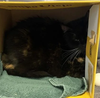 A senior medium-sized female Domestic Short Hair cat named Lexi for adoption in West Chester, PA