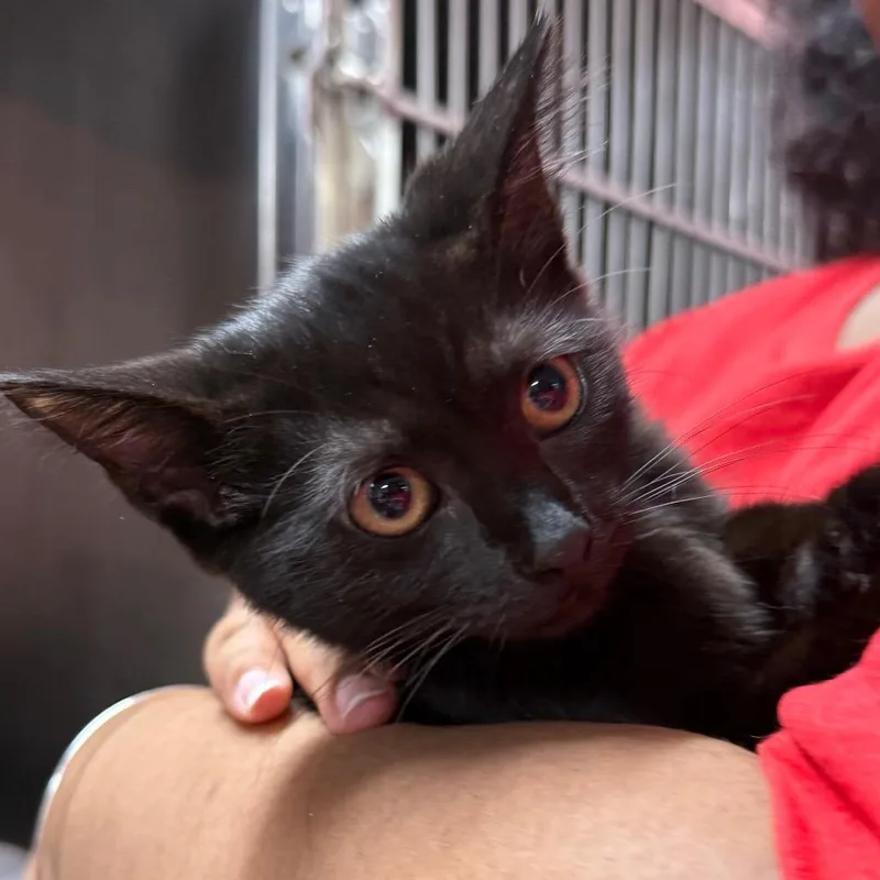 A baby small-sized female Black Domestic Short Hair cat named Bubble for adoption in Hamburg, NY