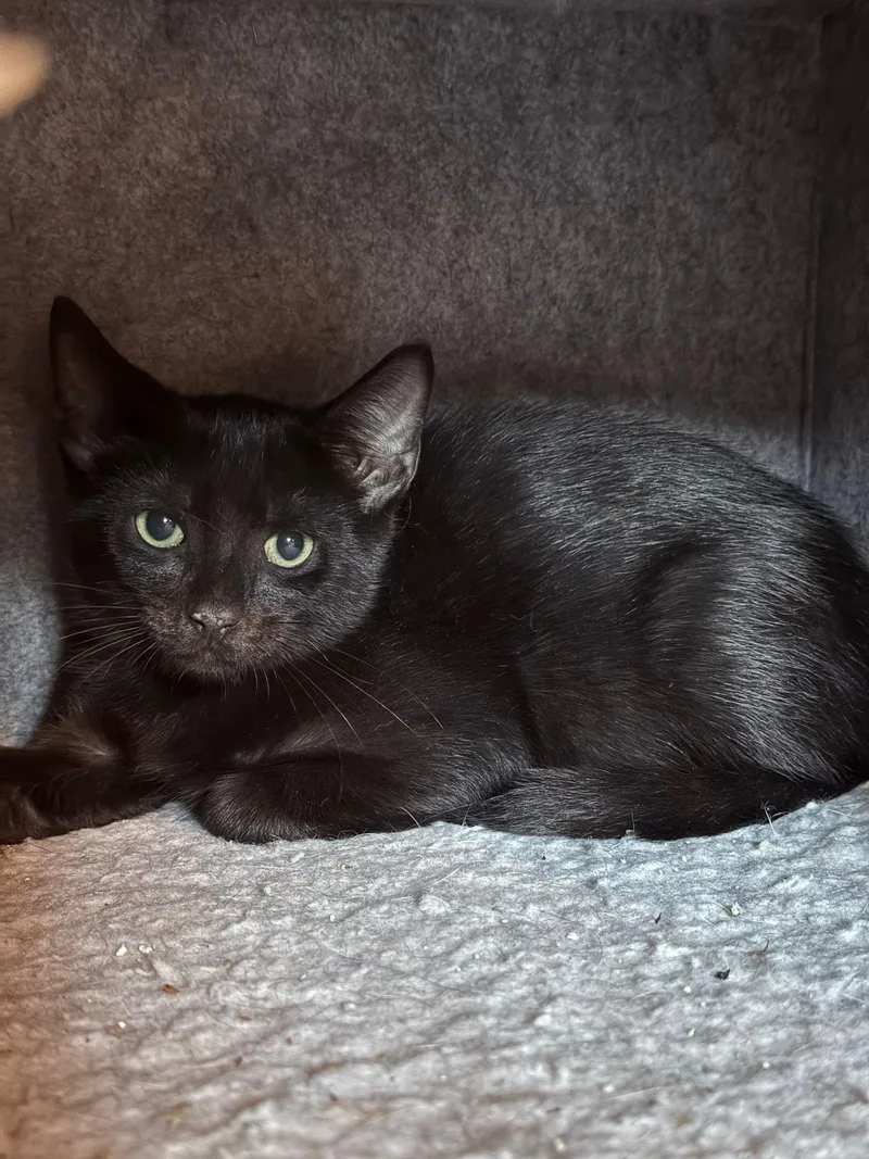 Agamemnon thumbnail 2