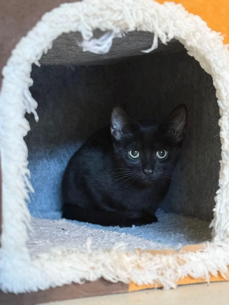 Agamemnon thumbnail 3