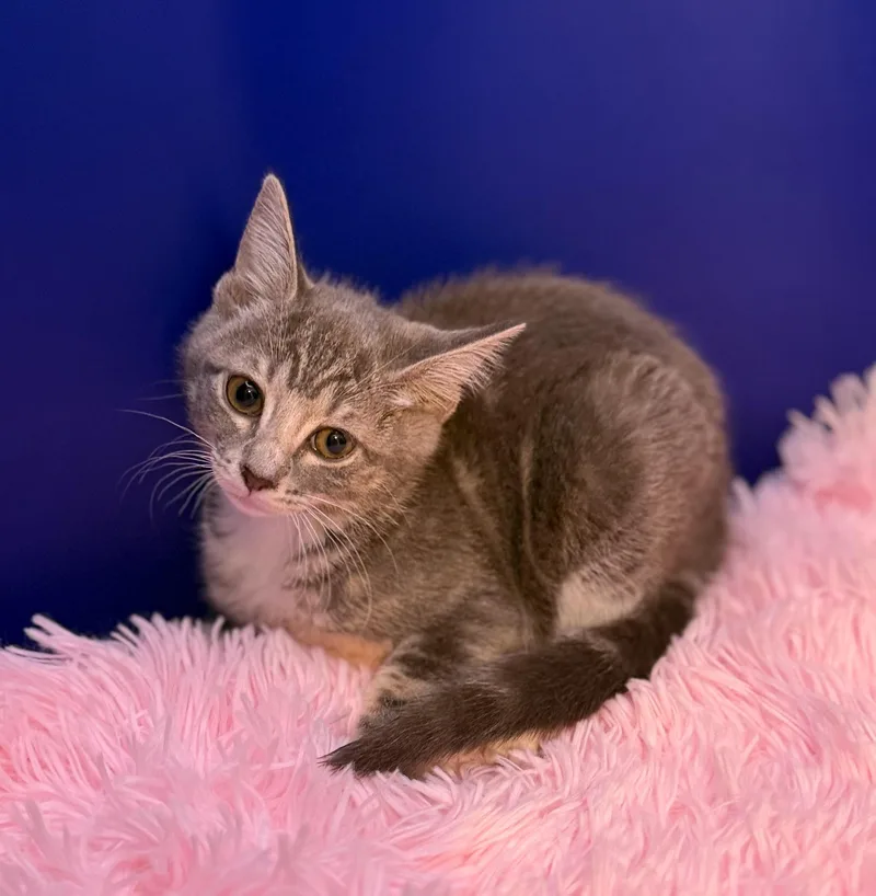 A young small-sized female White Domestic Short Hair cat named Tumbledore for adoption in Lacey, WA