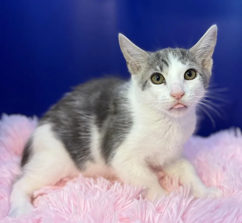 A young medium-sized male White Domestic Short Hair cat named Harry Potter for adoption in Lacey, WA