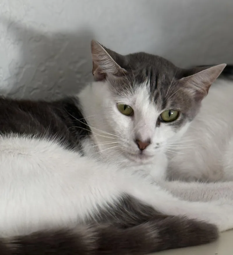 A young medium-sized female White Domestic Short Hair cat named Hufflescruff for adoption in Lacey, WA