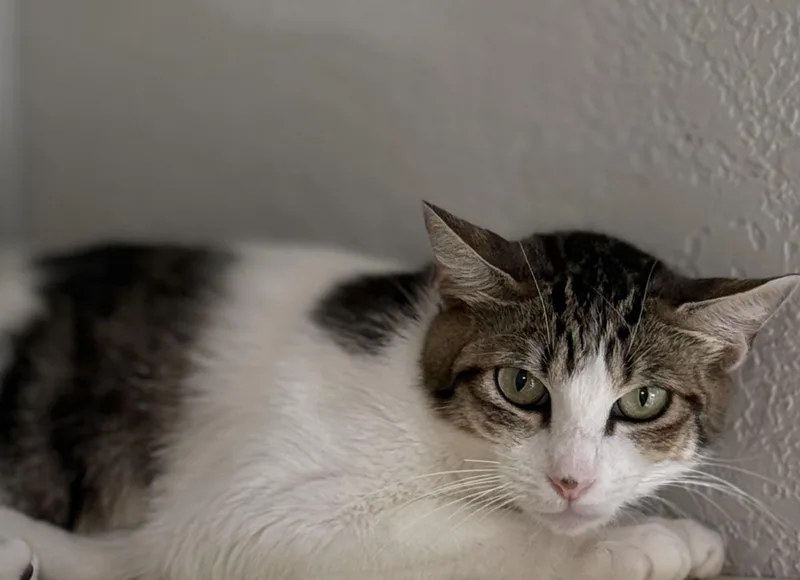 A young extra large-sized female White Domestic Short Hair cat named RavenMaw for adoption in Lacey, WA