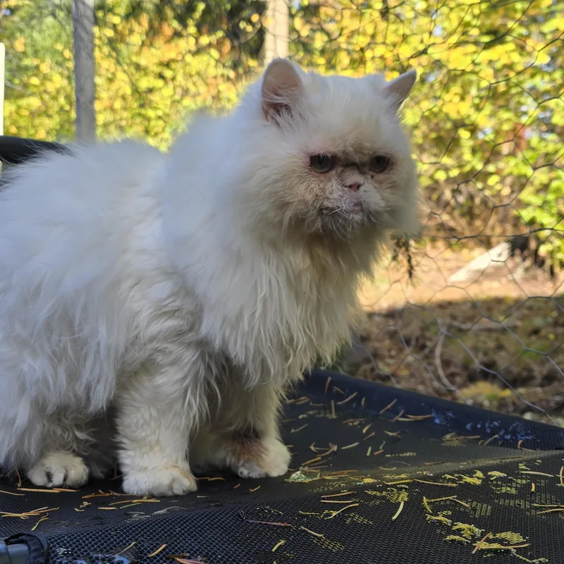 A young small-sized male White Persian cat named Snowball for adoption in Lacey, WA