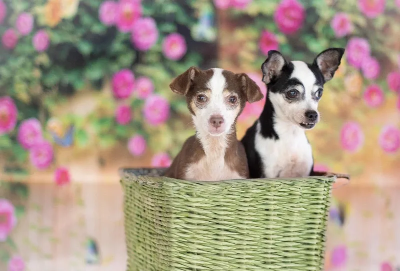 An adult small-sized female Black Chihuahua dog named China And Cambria for adoption in Indianapolis, IN