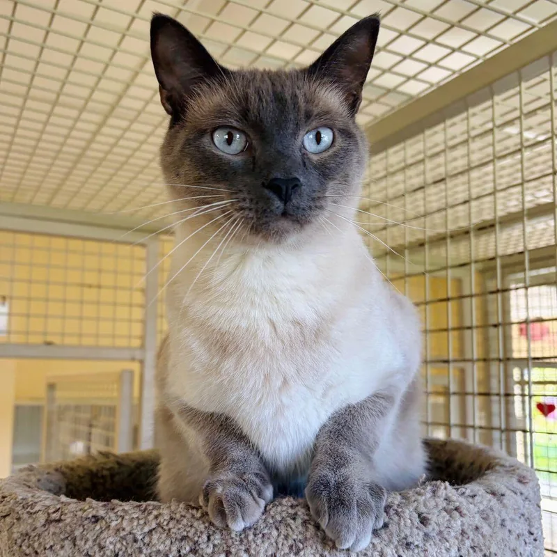 An adult medium-sized male Seal Point Siamese cat named Mario for adoption in Kerrville, TX