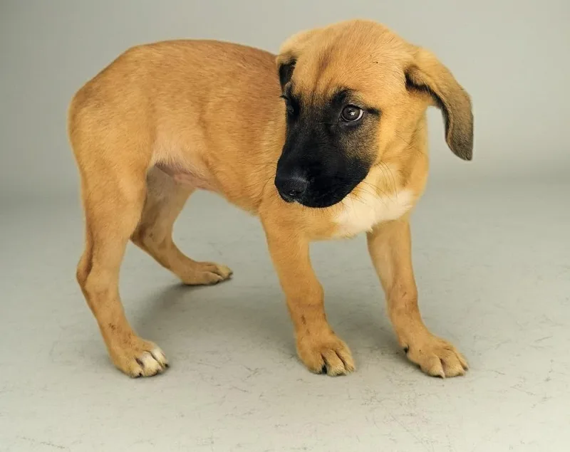 A baby large-sized female Black Mouth Cur dog named Arabellamo Old Puppy! for adoption in Fort Myers, FL
