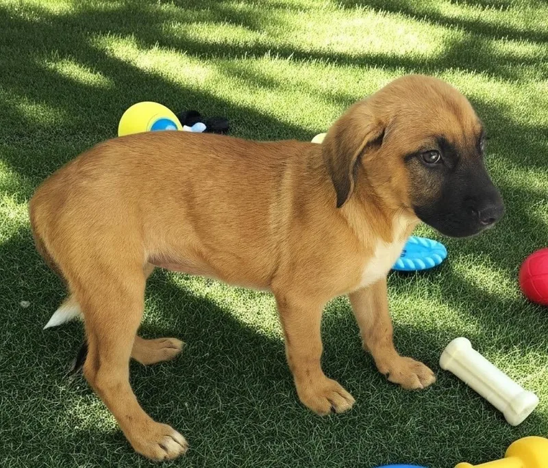 Arabellamo Old Puppy! thumbnail 2