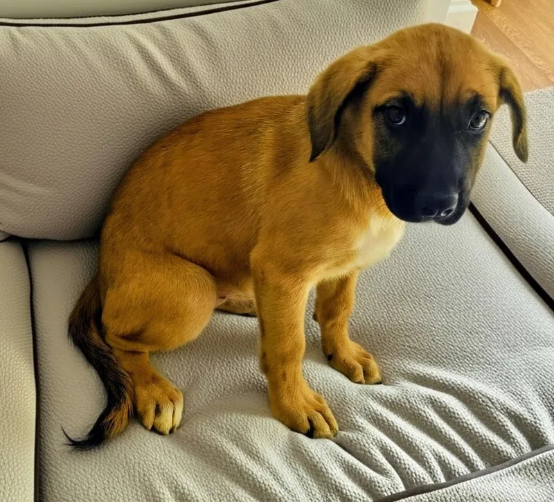 Arabellamo Old Puppy! thumbnail 3