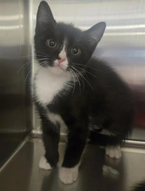 A baby small-sized female Domestic Short Hair cat named Jill for adoption in Auburn, CA
