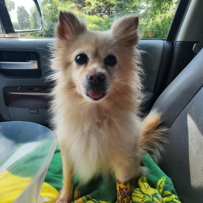 A senior small-sized female White / Cream Pomeranian dog named Farrah for adoption in Normal, IL