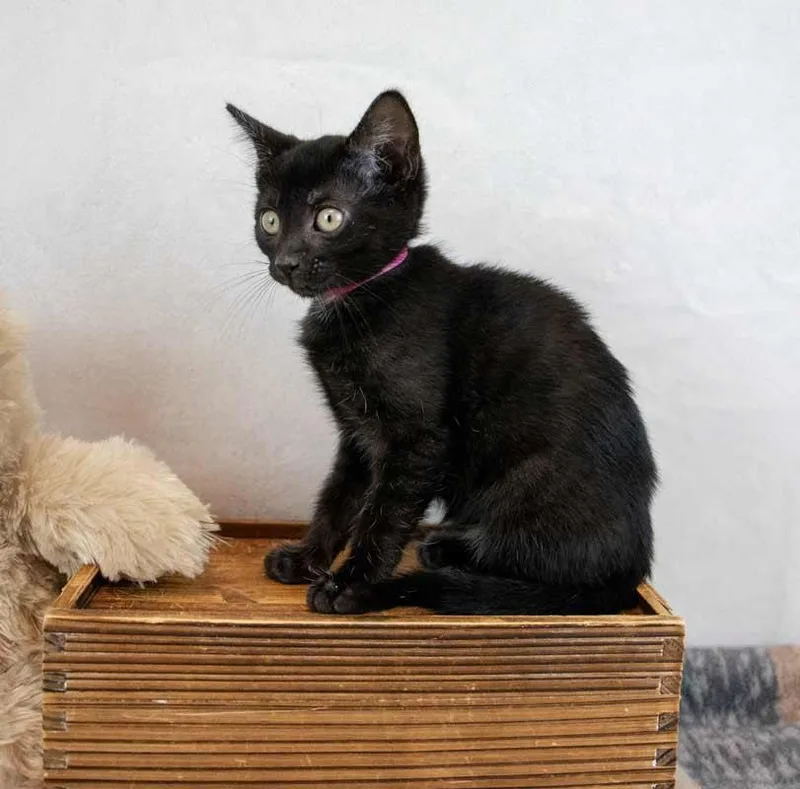 A baby medium-sized female Domestic Short Hair cat named Kangaroo for adoption in Kennesaw, GA