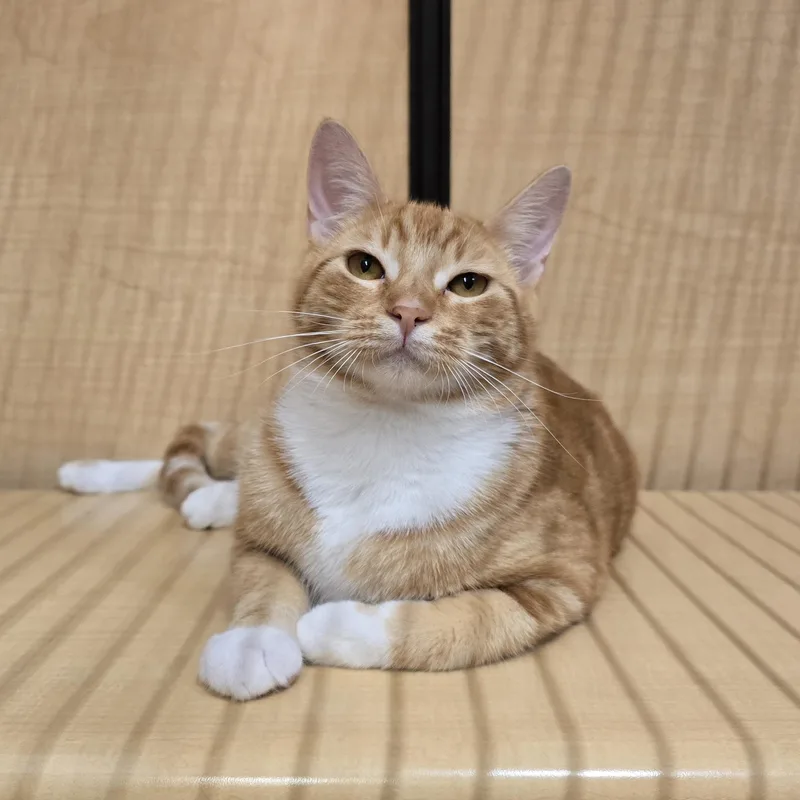 A young medium-sized male Tabby (Orange / Red) Domestic Short Hair cat named Cutie for adoption in Warr Acres, OK