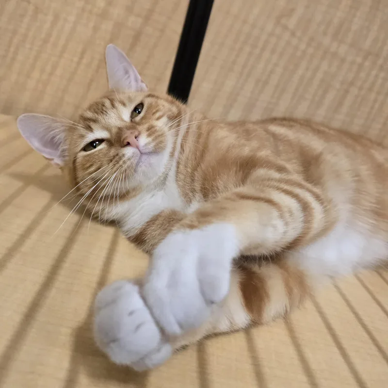 Cutie thumbnail 2