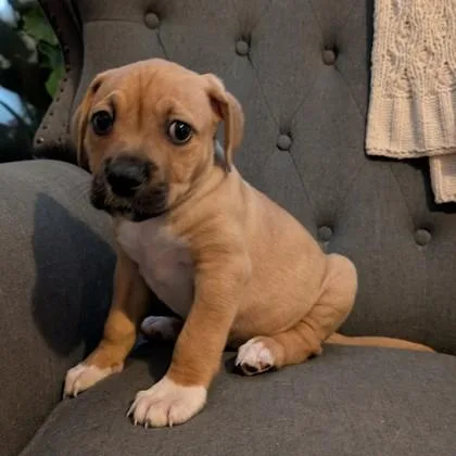 Hermie Evergreen thumbnail 2