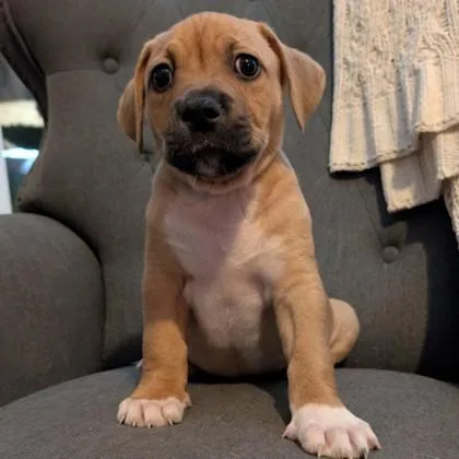 Hermie Evergreen thumbnail 4