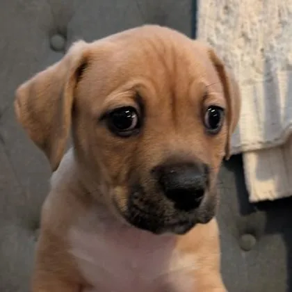 Hermie Evergreen thumbnail 5