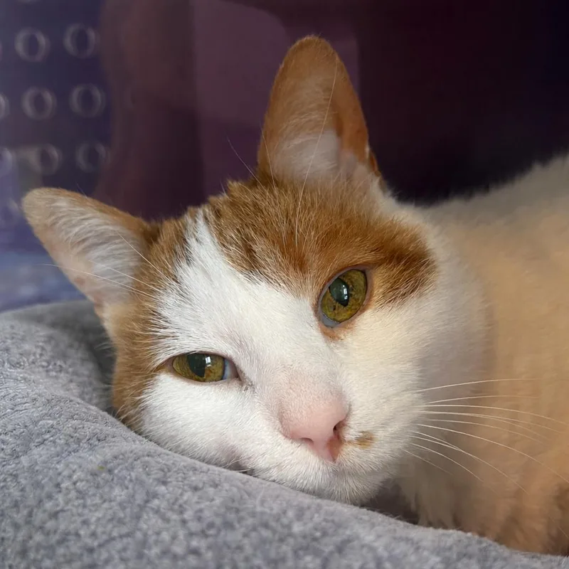 A senior medium-sized male Orange & White Domestic Short Hair cat named Woody for adoption in Pontiac, MI