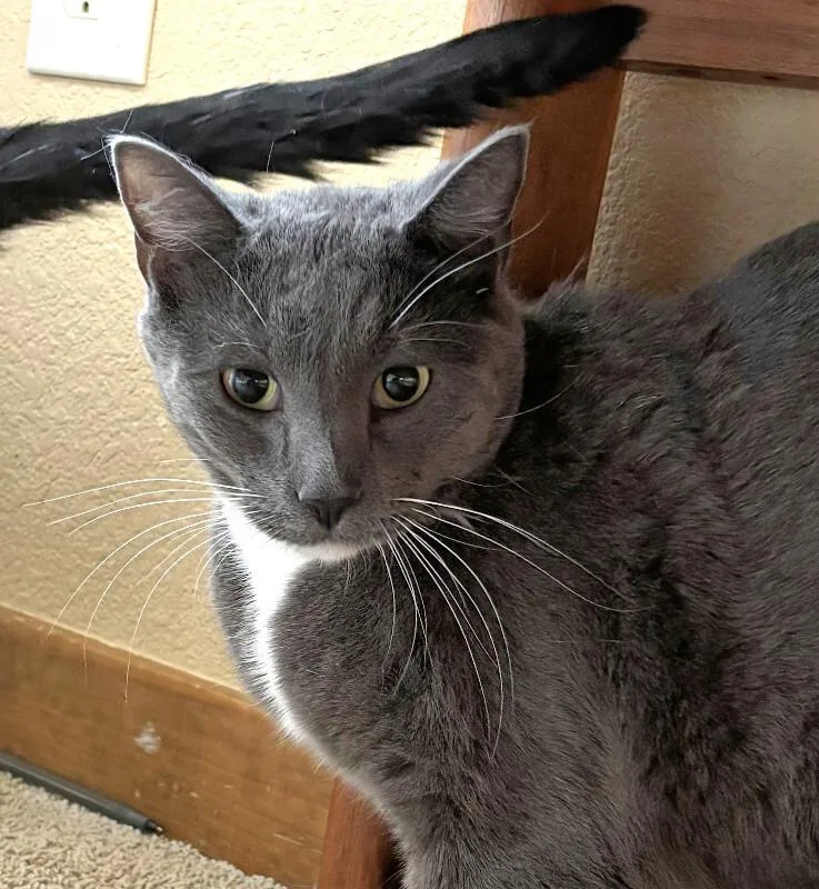 An adult medium-sized male Gray / Blue / Silver Domestic Short Hair cat named Simon for adoption in Fort Collins, CO