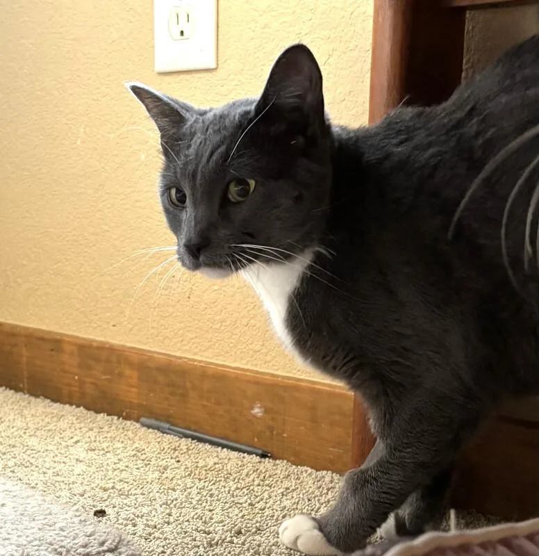 Simon thumbnail 2