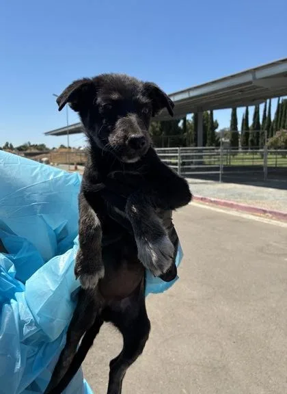 A baby small-sized female Terrier dog named Circe for adoption in Fresno, CA