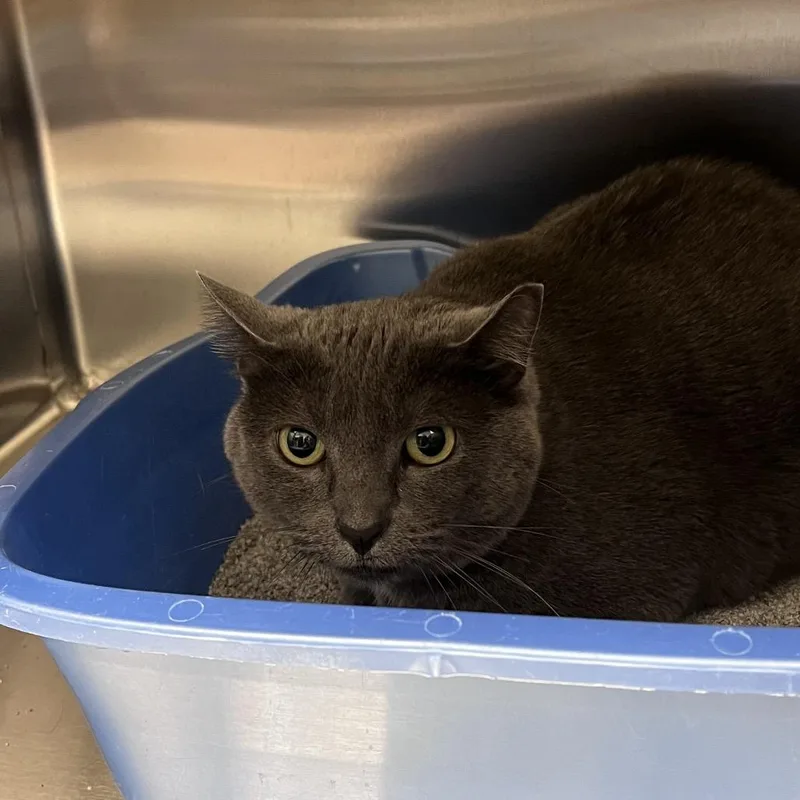 An adult medium-sized female Gray / Blue / Silver Domestic Short Hair cat named Sirga for adoption in Arlington Heights, IL