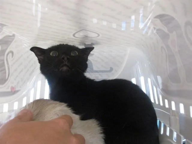 A young small-sized female Domestic Short Hair cat named Pumpkin for adoption in Ocala, FL