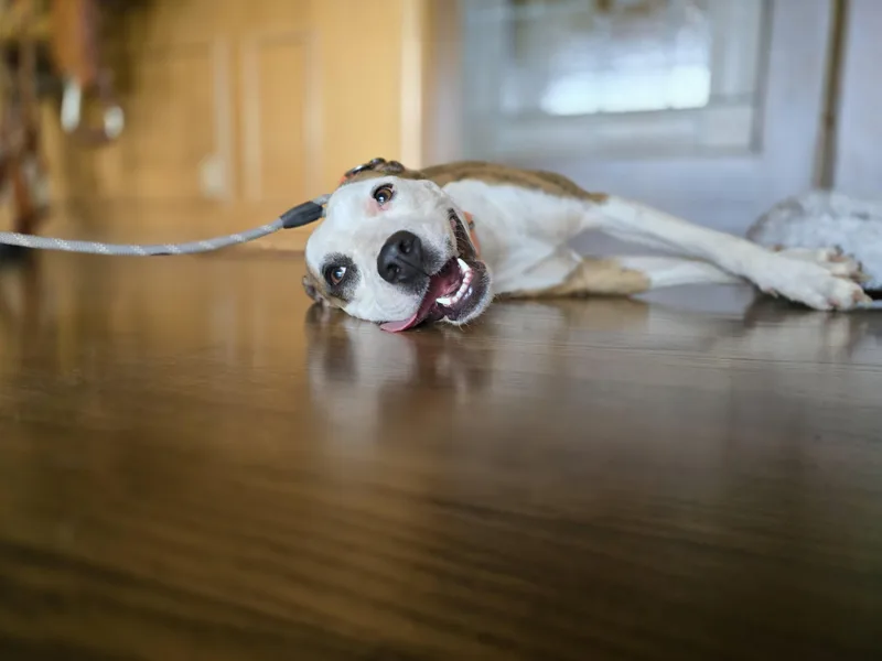 A young medium-sized female Brindle Boxer dog named Byrdie for adoption in Boerne, TX