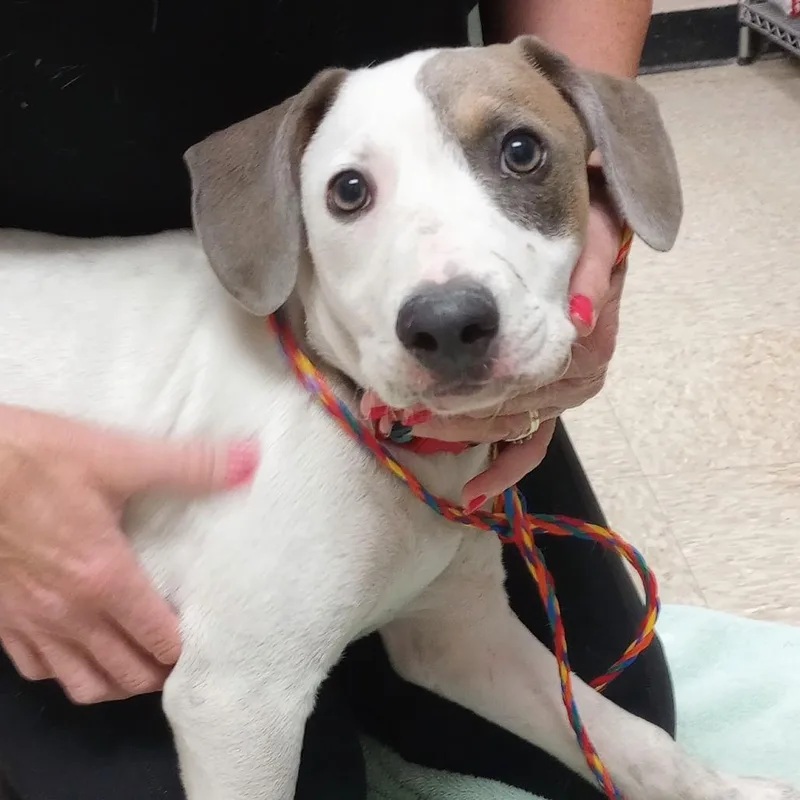 A young small-sized male White / Cream Pointer dog named Puppy for adoption in Bullhead City, AZ