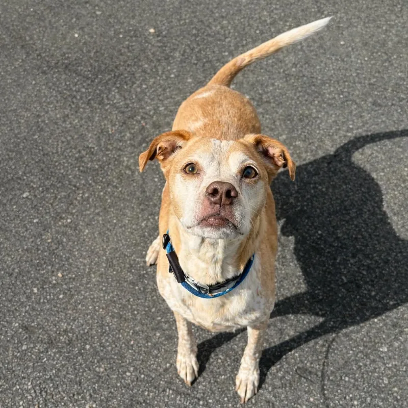 A senior medium-sized male Yellow / Tan / Blond / Fawn Pit Bull Terrier dog named Diesel for adoption in Concord, NC