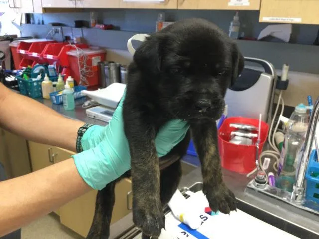 A baby small-sized female German Shepherd Dog dog named Potayto for adoption in Riverside, CA
