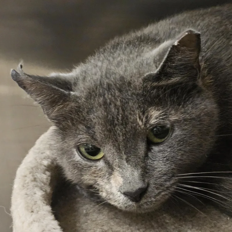 A young medium-sized female Dilute Calico cat named Barbara Janet for adoption in Richmond, VA