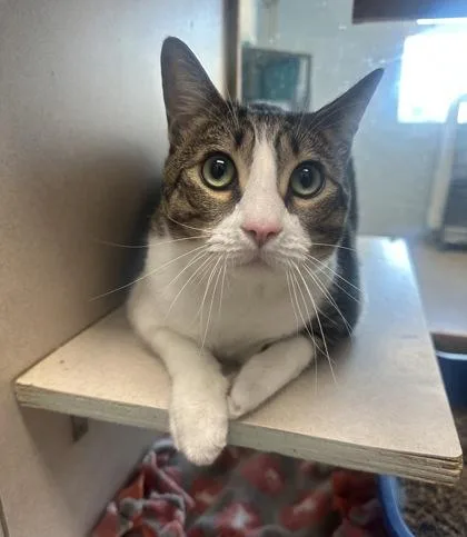 An adult large-sized male Domestic Short Hair cat named Obi for adoption in Palm Coast, FL