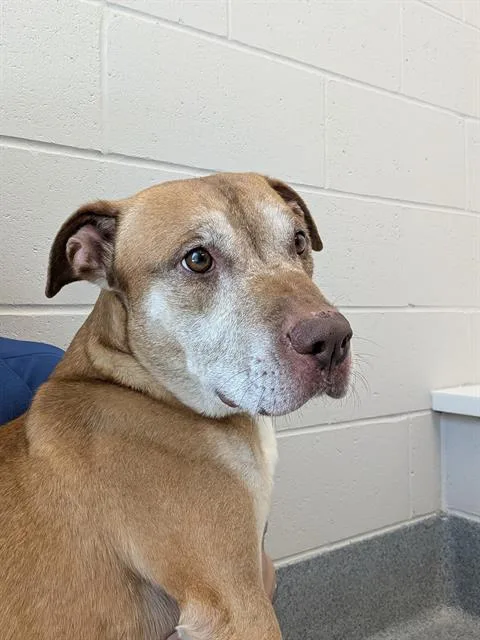 An adult medium-sized male Pit Bull Terrier dog named Melo for adoption in Indianapolis, IN