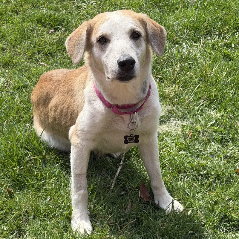 An adult medium-sized female Yellow / Tan / Blond / Fawn Labrador Retriever dog named Mable for adoption in Libertyville, IL