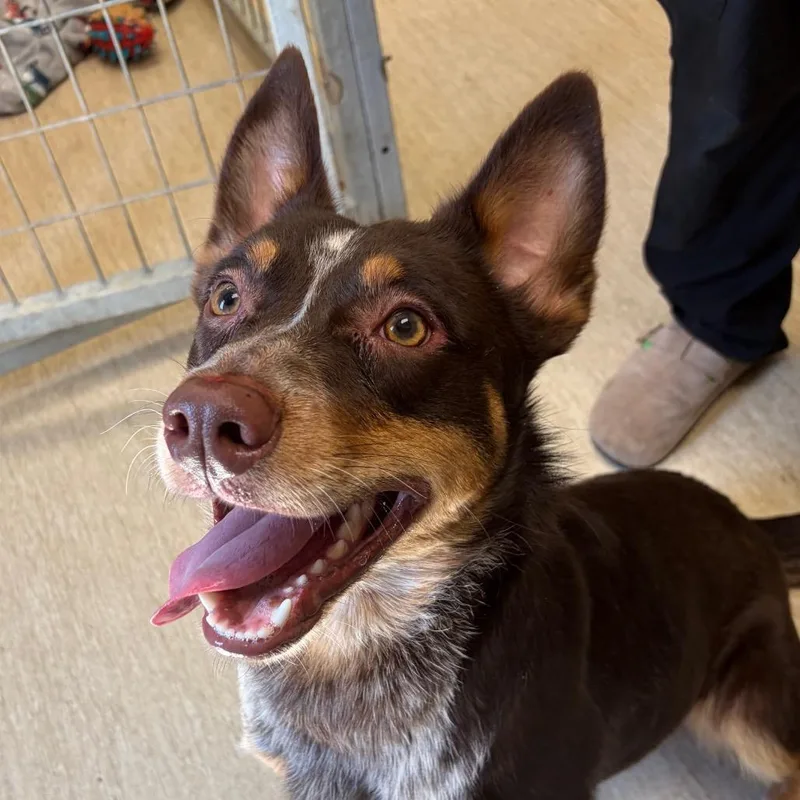 A young medium-sized male Brown / Chocolate Mixed Breed dog named Lex for adoption in Red House, WV